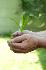 Fototapeta na wymiar Old man hands holding a green young plant