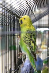 Obraz premium parrots in a cage of a zoo