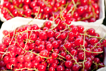 frische rote johannisbeeren makro nahaufnahme
