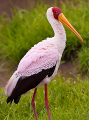 Yellow Billed Stork