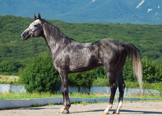 gray  racing arabian  stallion