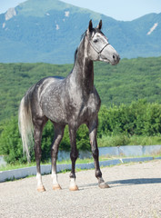 gray arabian stallion at mountain background