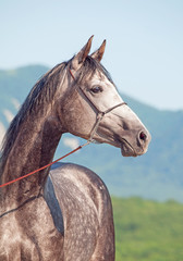 portrait of gray arabian horse