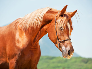 Obraz premium portrait of young wonderful show arab