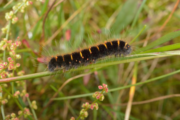 junge Raupe Brombeerspinner (fox moth)