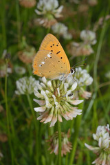 kleiner Tagfalter auf Klee