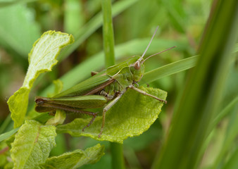 Grashüpfer-Portrait