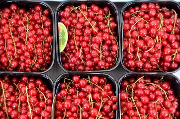 Redcurrant