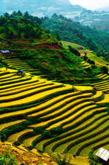 Rice fields of terraced in Vietnam