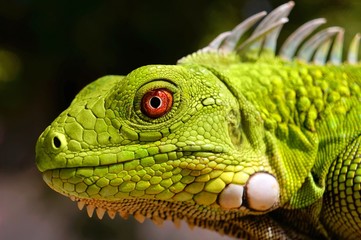 Fototapeta premium Green Iguana