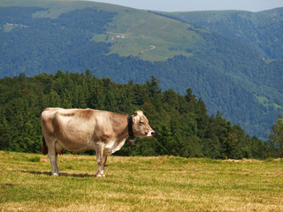 Fototapeta na wymiar BROWN COW