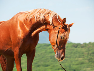 Fototapeta na wymiar wonderful young show arabian stallion
