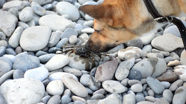 Dog sniffs crab