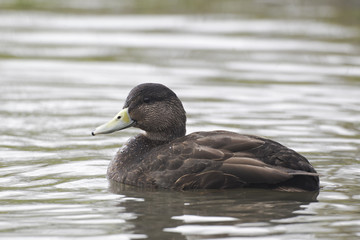 American black duck, Anas rubripes