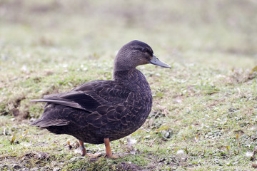 American black duck, Anas rubripes