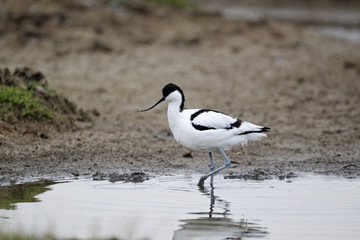 Avocet, Recurvirostra avosetta,