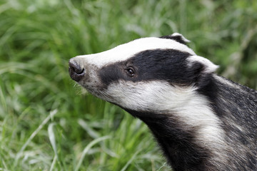 Badger, Meles meles
