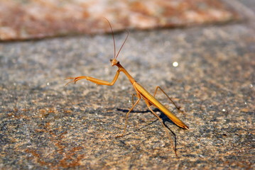 Praying Mantis