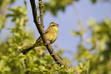 Yellowhammer, Emberiza citrinella