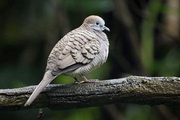 Zebra dove, Geopelia striata
