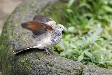 Zebra dove, Geopelia striata