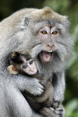 Long-tailed macaque, Macaca fascicularis