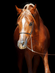 Fototapeta premium portrait of young arabian colt at black background