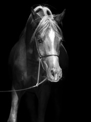 portrait of arabian colt at black background