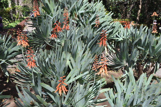 Aloe plicatilis