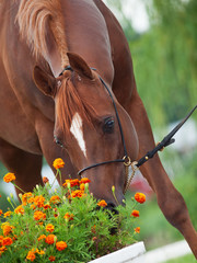 chestnut beautiful arab sniff flowers. close up