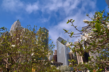 Spring in Chicago