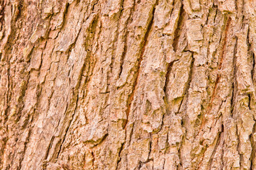 Pattern of wood.