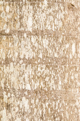 Fototapeta premium Pattern of wood.