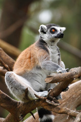 Lemur sitting on the tree in safari park.  Central Israel.