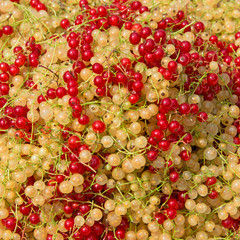 Johannisbeeren - Ribes