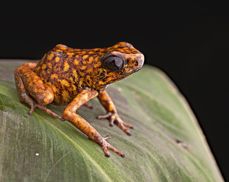poison arrow frog Peru