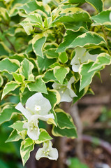 White paper flower blossom closeup