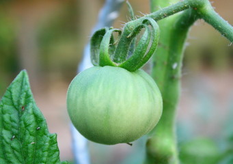 tomate verte, isolé au potager 