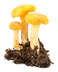 Yellow chanterelle isolated on white background