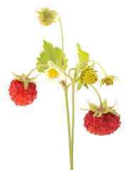 Wild strawberry isolated on white background
