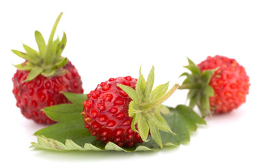 Wild strawberry isolated on white background