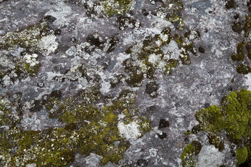 Moss on Rock Background Texture