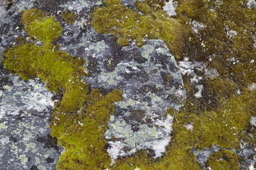 Moss on Rock Background Texture