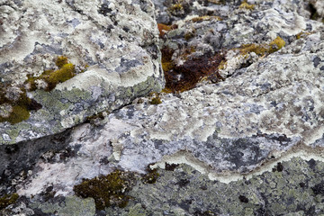 Moss on Rock Background Texture