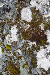 Moss on Rock Background Texture