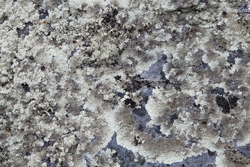 Moss on Rock Background Texture