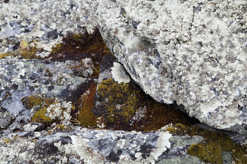 Moss on Rock Background Texture