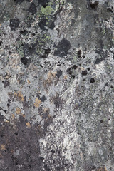 Moss on Rock Background Texture