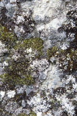 Moss on Rock Background Texture