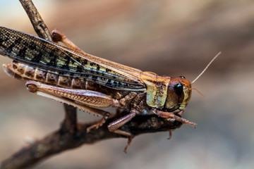 Heuschrecke